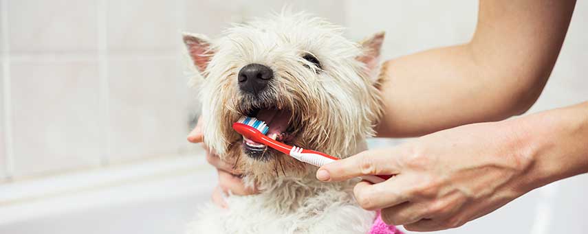 Glöm inte borsta tänderna – även din hund! - Apotek Hjärtat